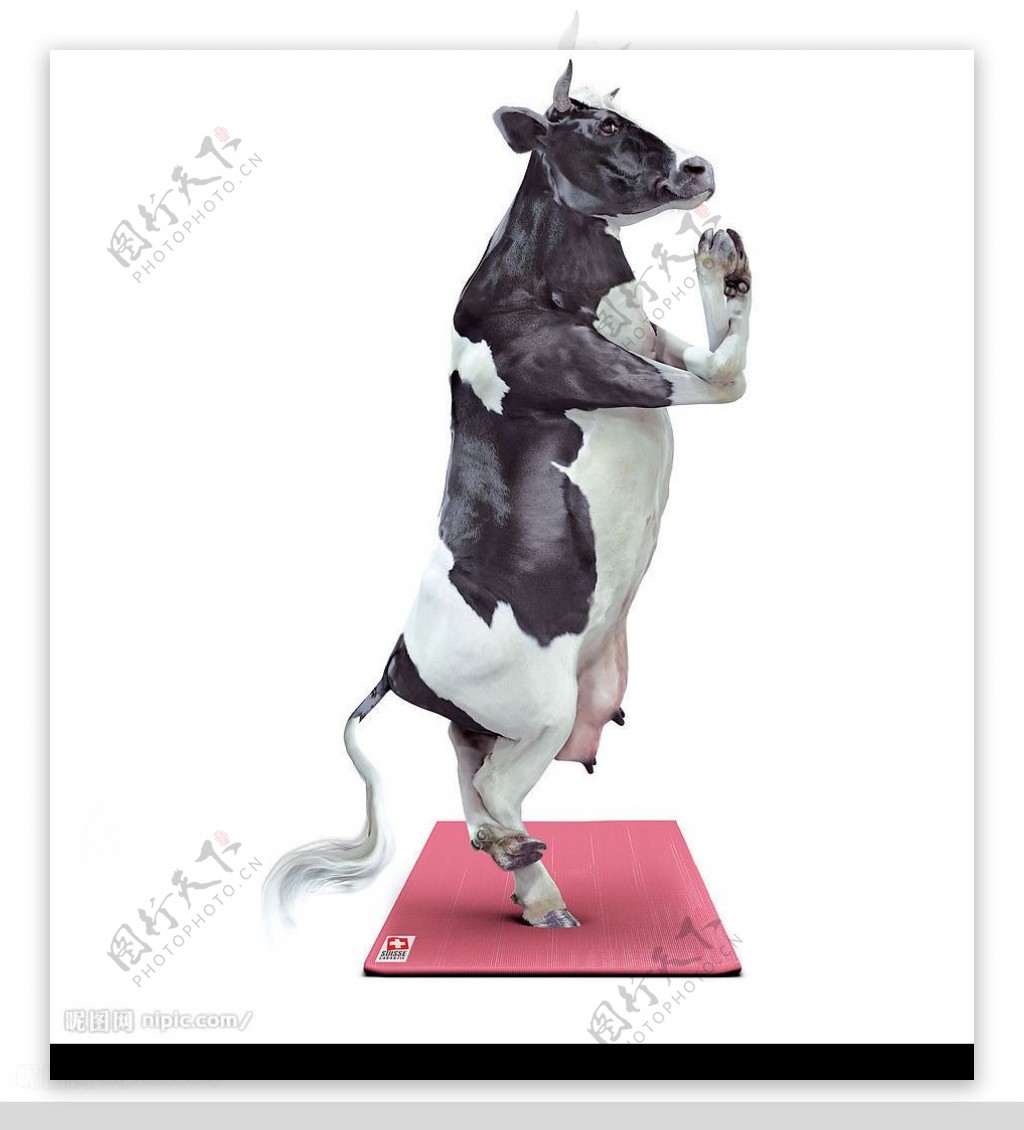 趣味摄影做瑜珈的牛牛图片