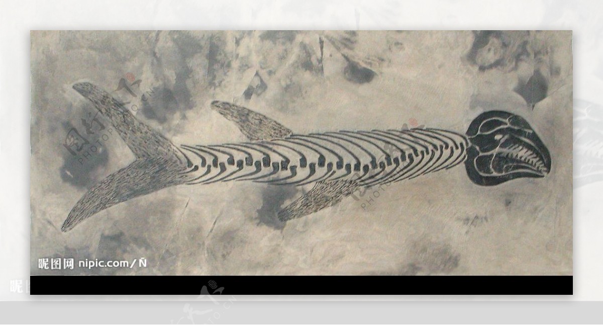 沙鱼化化石图片