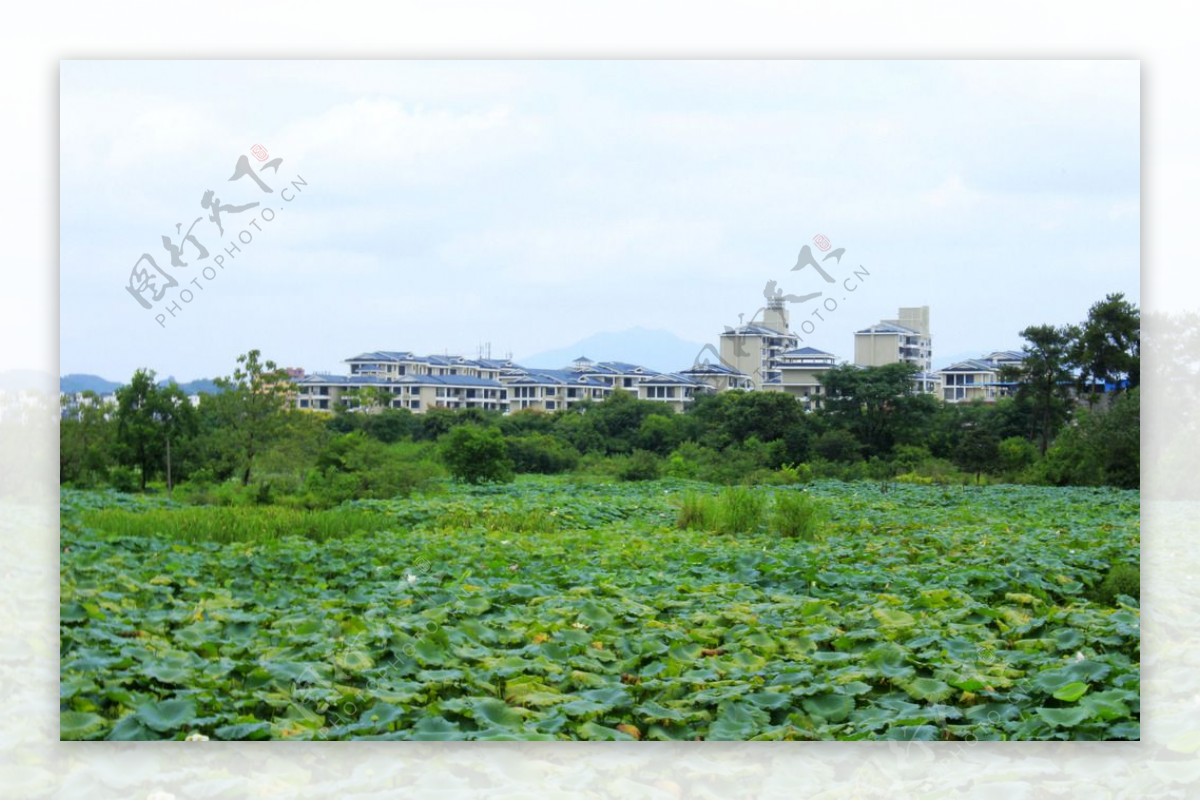 琴潭村荷塘景观图片