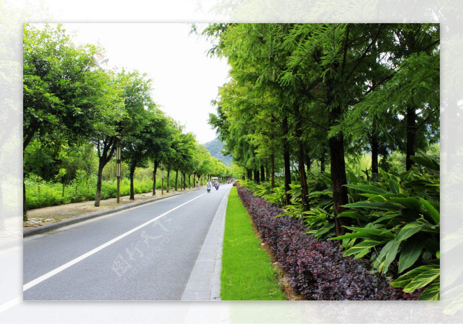琴潭公路绿化带图片