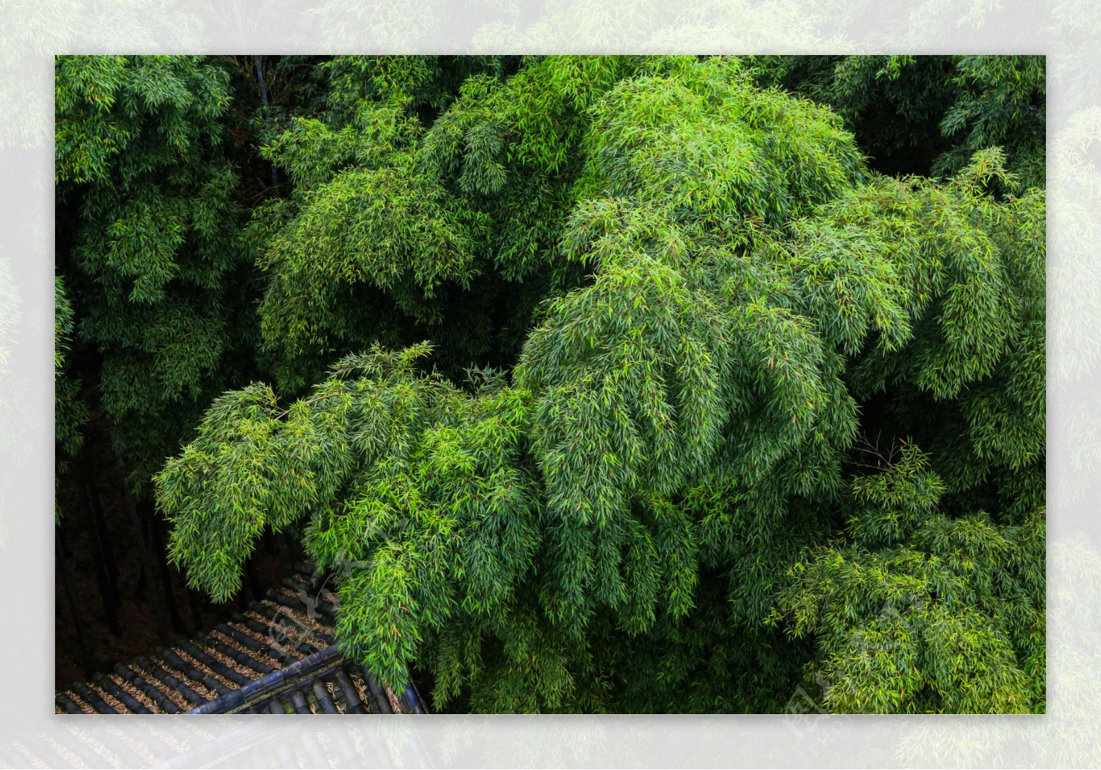 竹海国家森林公园图片