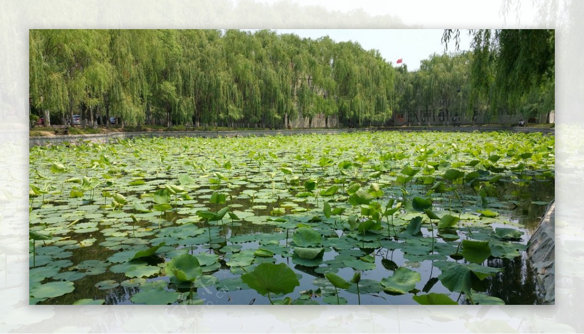 夏天的荷塘图片