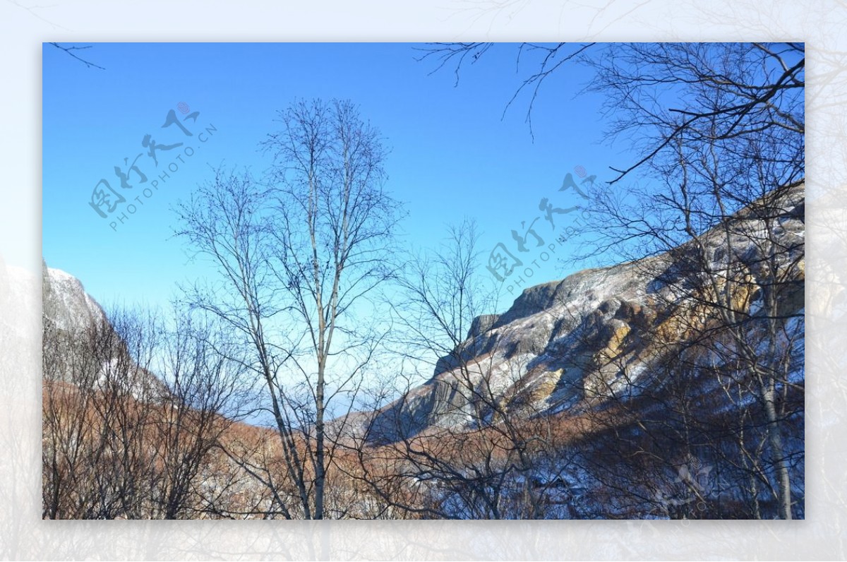 冬季蓝天下的树木图片