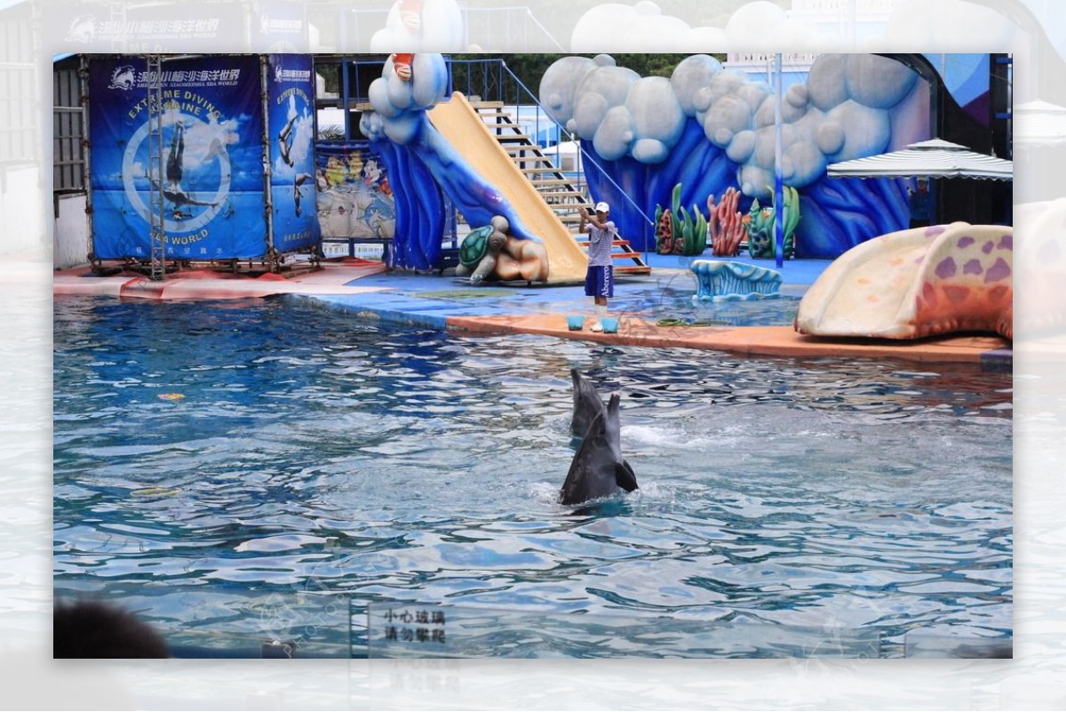 海洋公园海豚表演图片