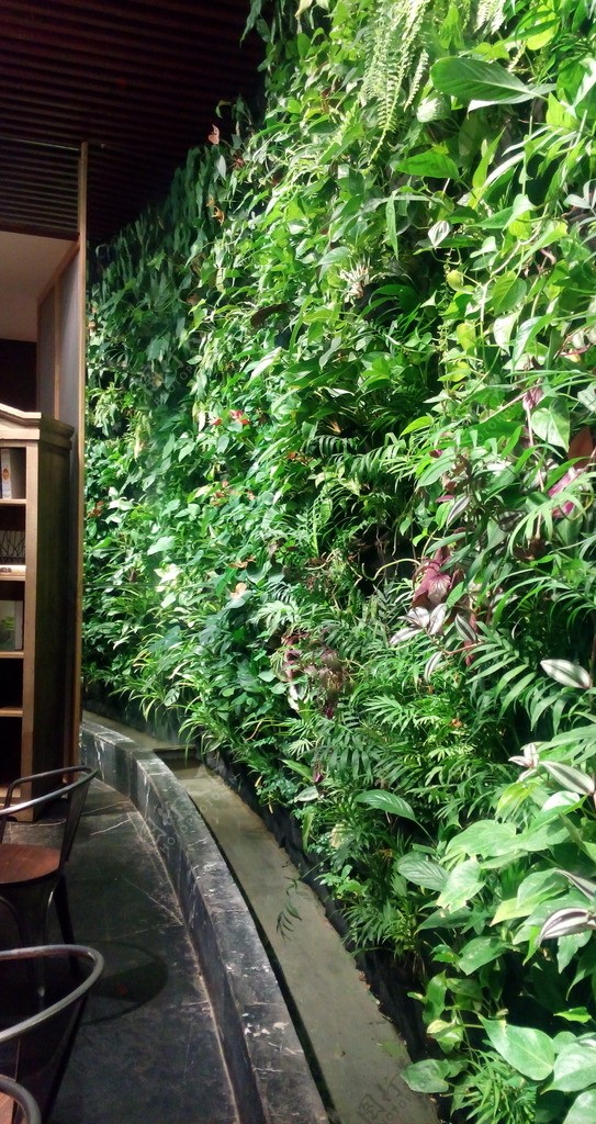 花园餐厅的绿色植物墙图片