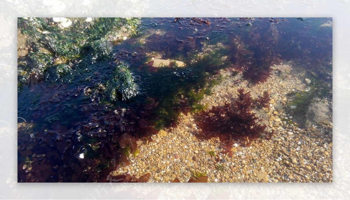 海边藻类摄影图片