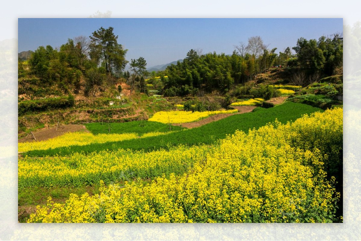 家朋油菜花图片