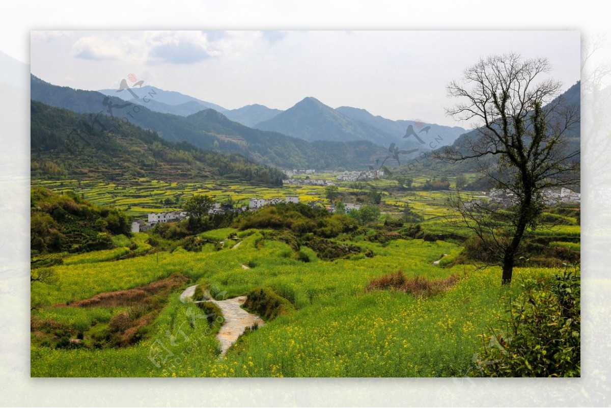 江岭梯田油菜花图片