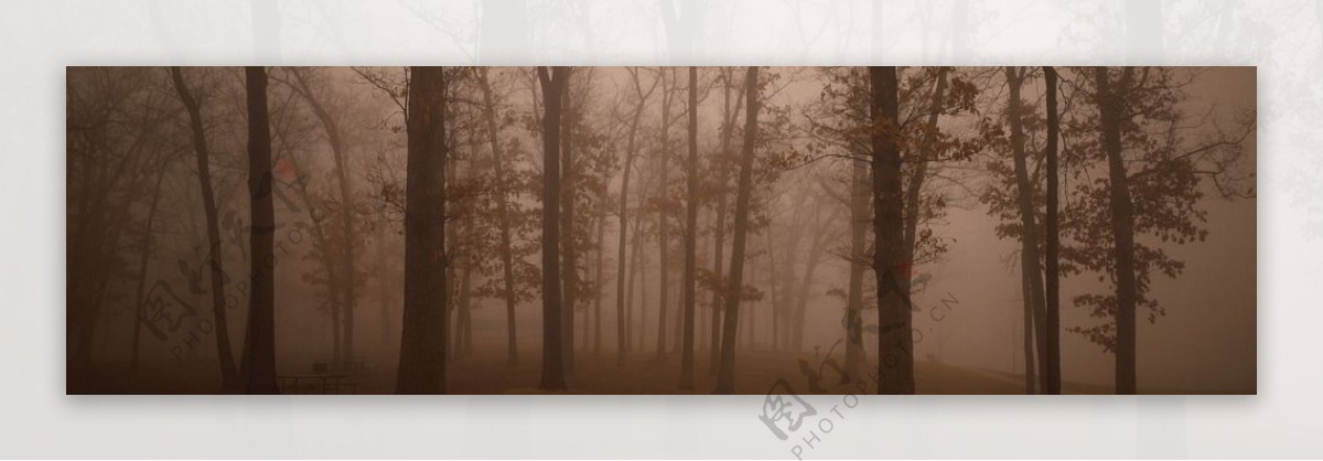 树林里的大雾图片
