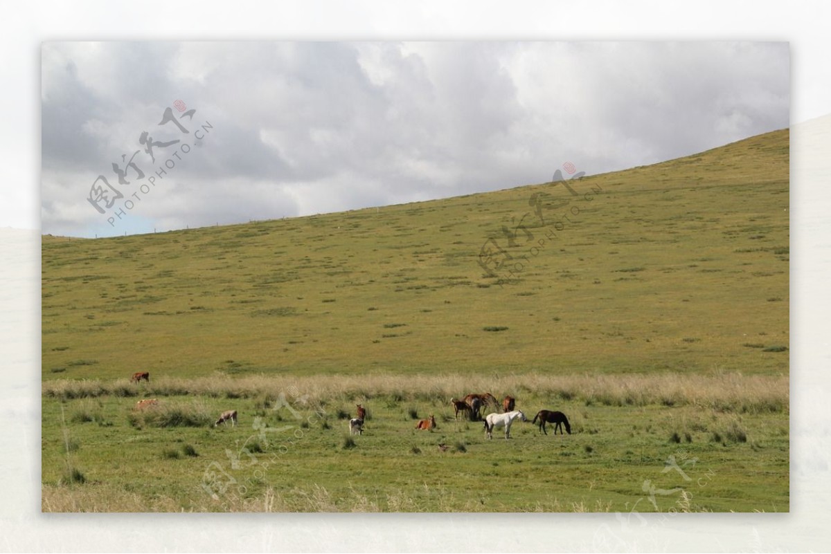 内蒙古赤峰草原群马图图片