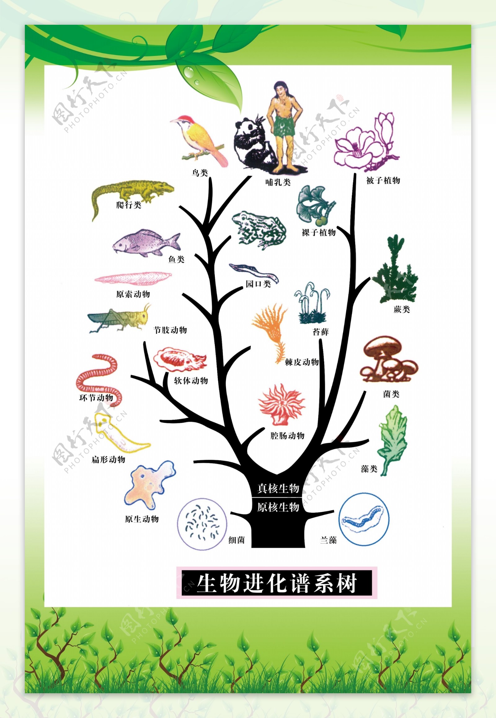 生物进化谱系树图片
