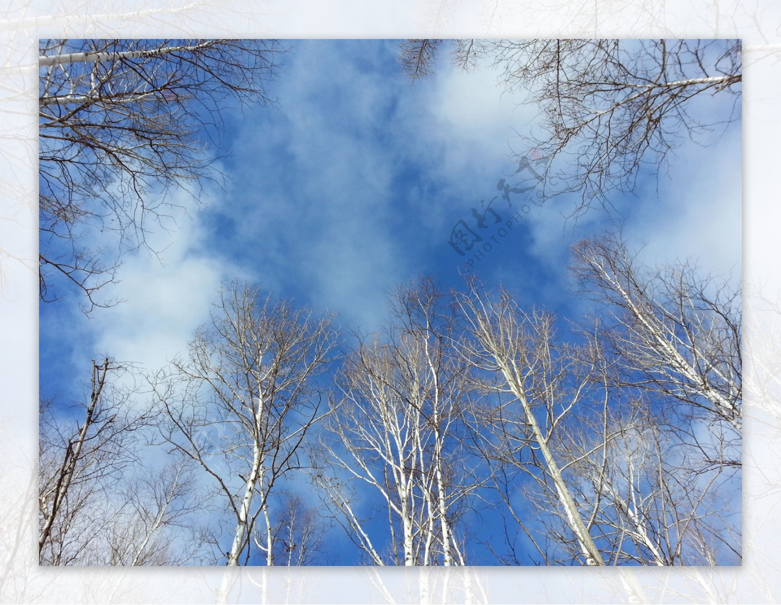 蓝天下的白桦树图片