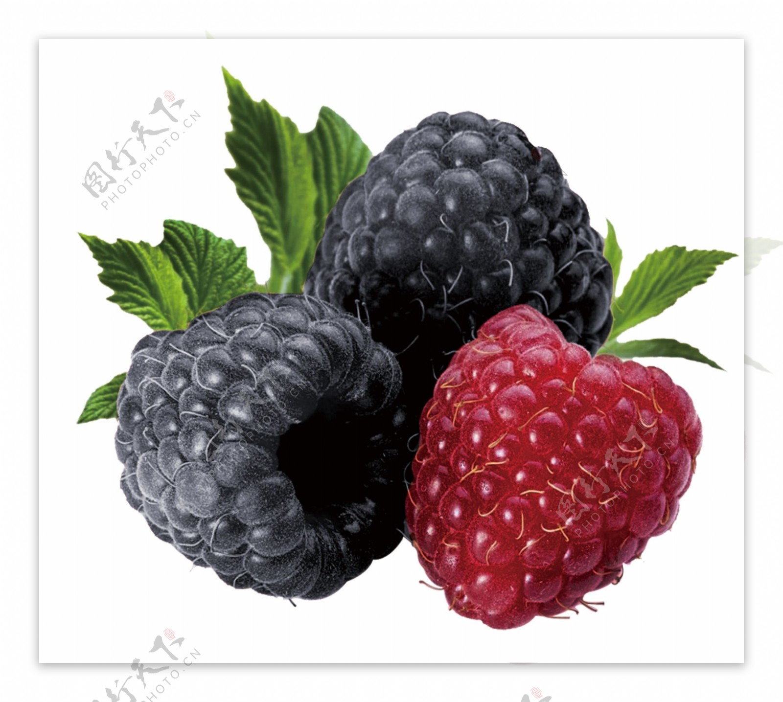 树莓PSD素材图片