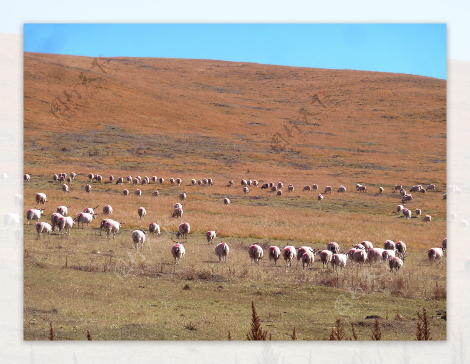 原野羊群图片