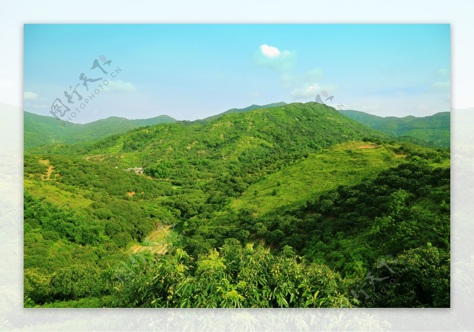 绿色大山荔枝山图片