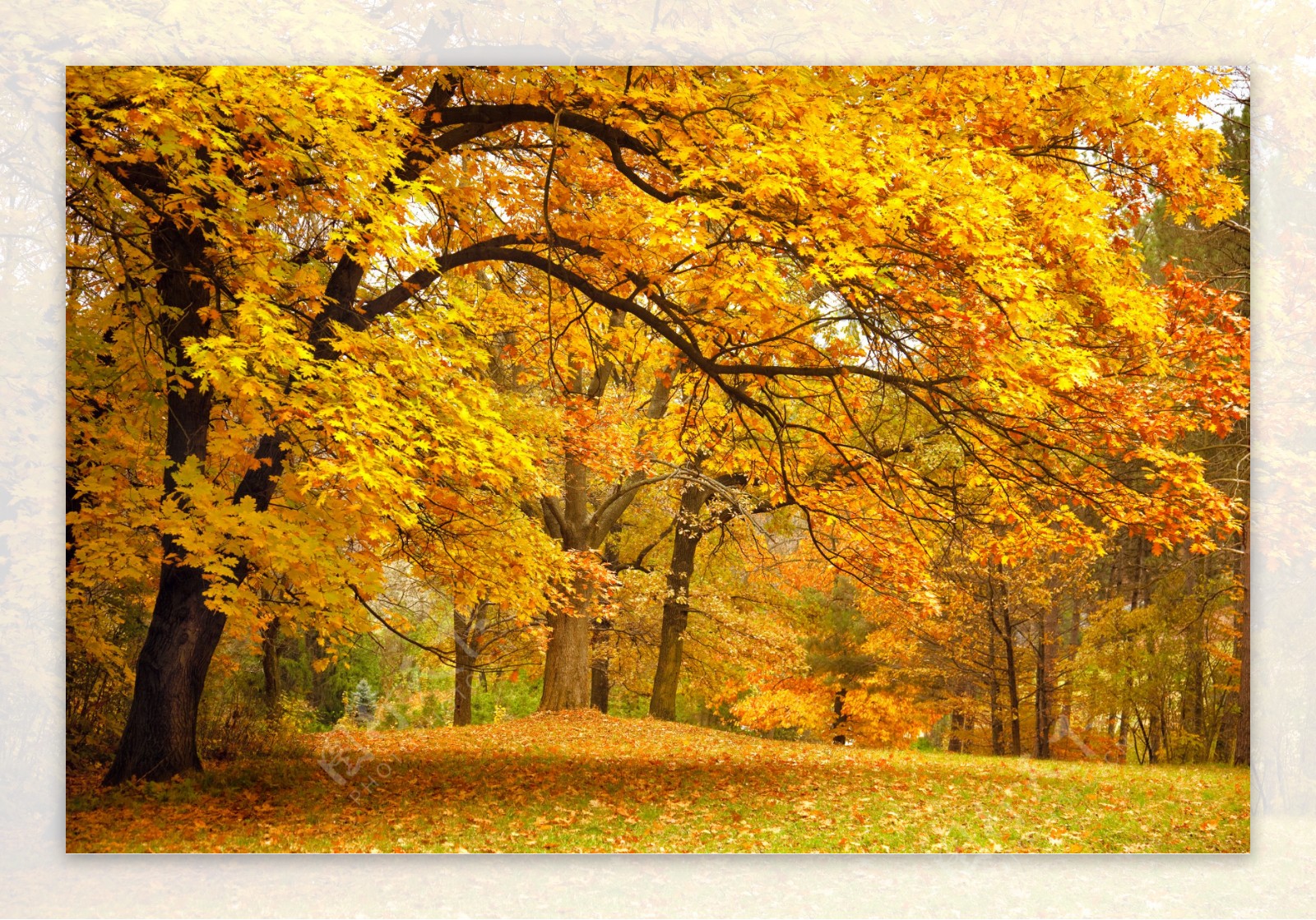 超清秋季森林风景图片