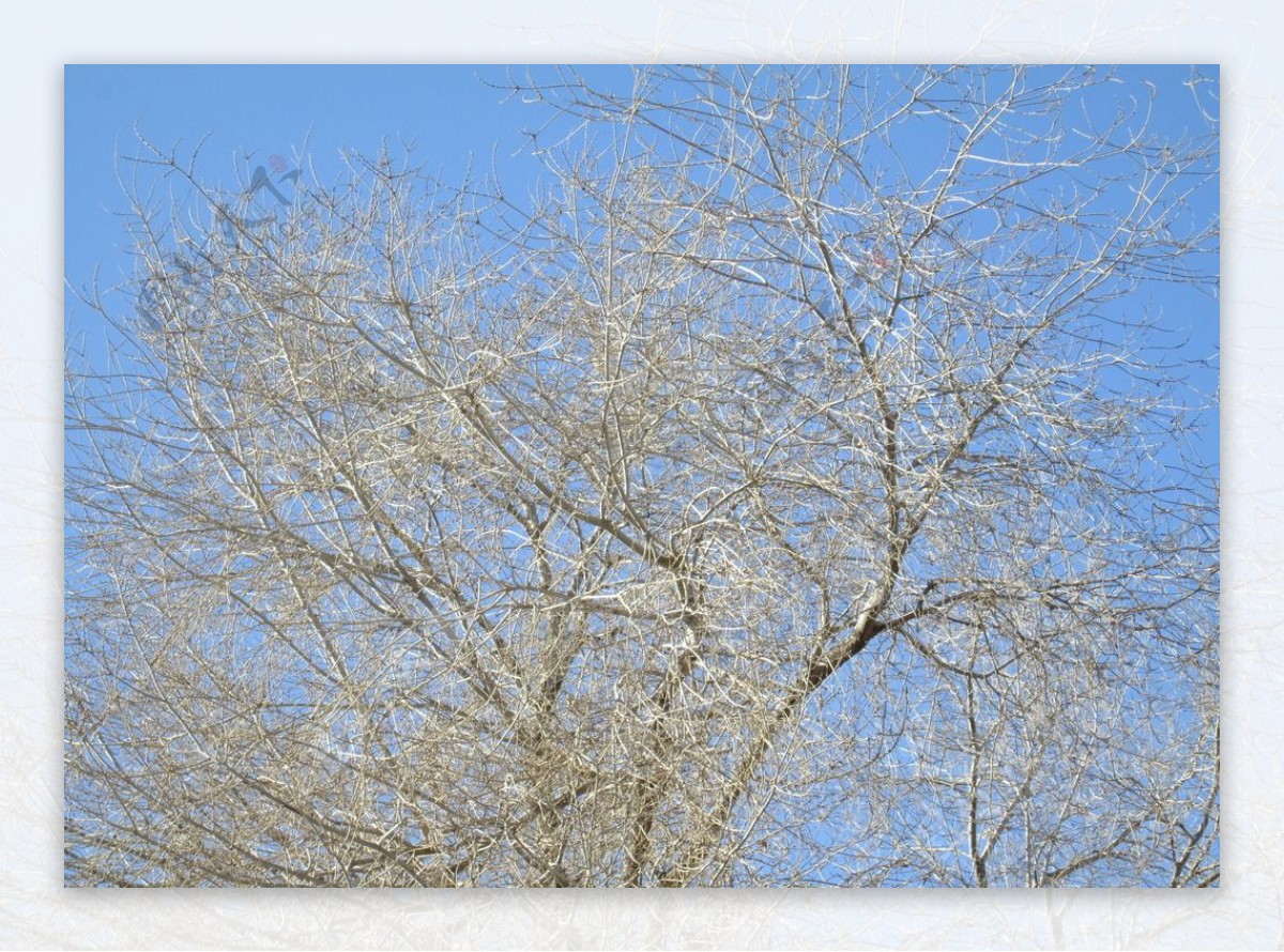深冬的榆树图片