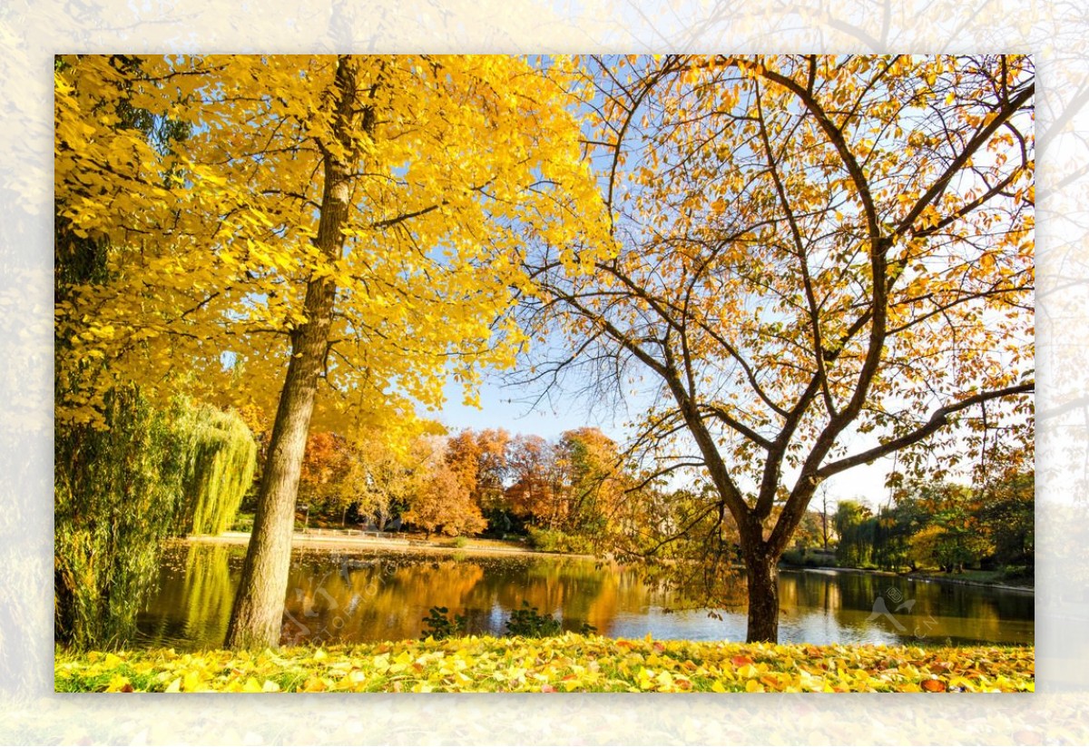 唯美秋天植物园图片