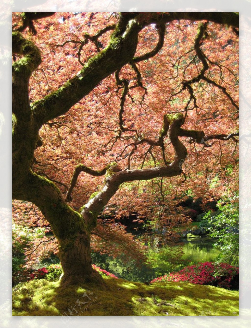 日本花园中的枫树图片