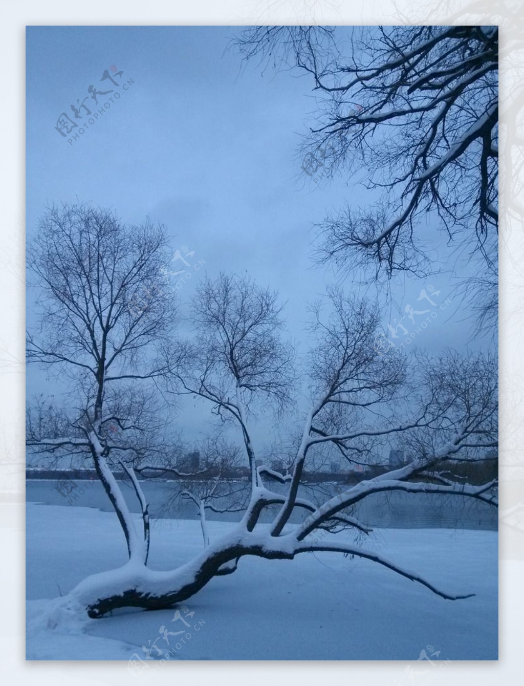 冰雪中的树木图片