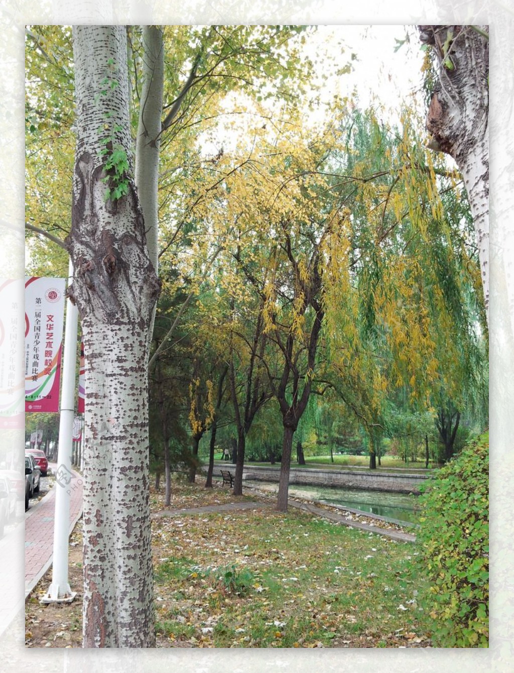 秋天河边的柳树图片