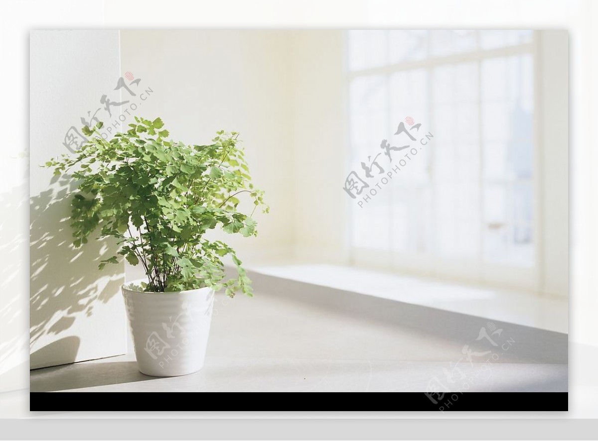 阳台植物图片