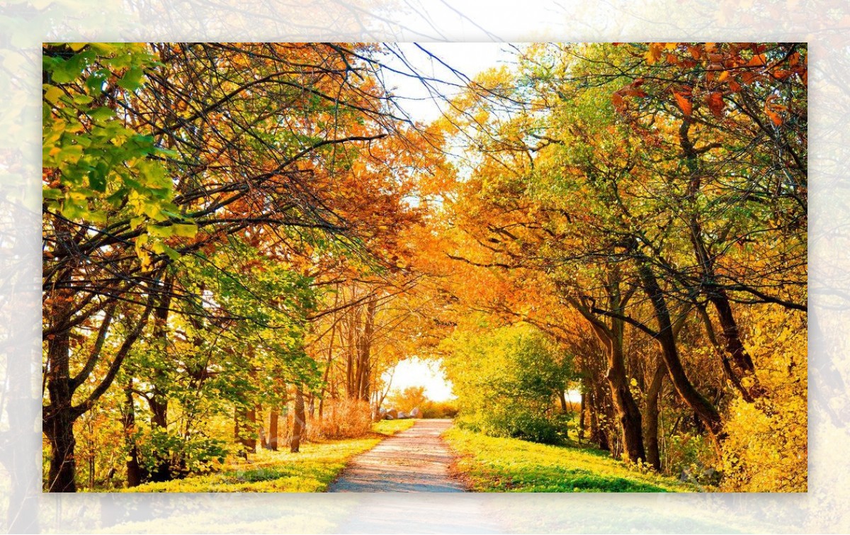 小路与树林美丽风光图片