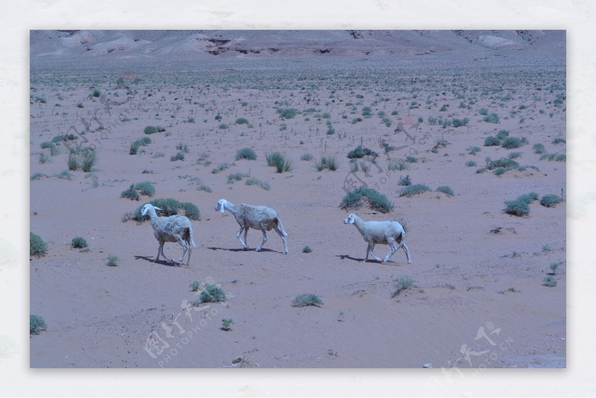 沙漠绵羊图片