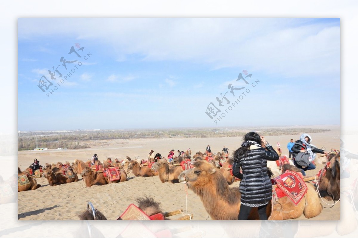 休息的骆驼图片