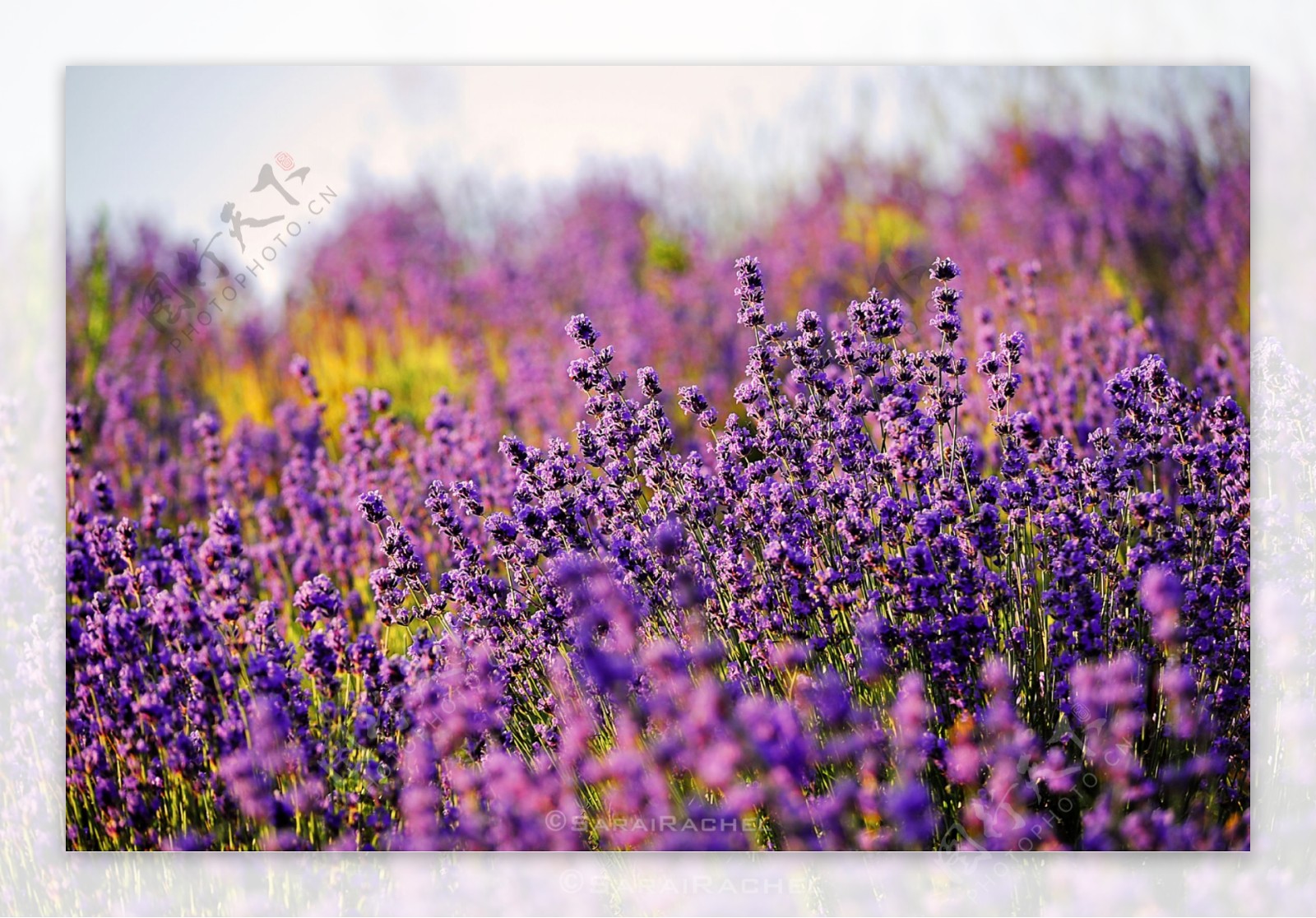 薰衣草紫色花卉图片