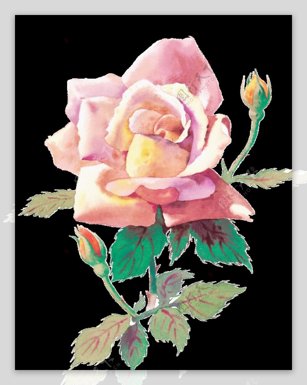 粉色玫瑰花图片 粉色玫瑰壁纸图片 | 犀牛图片网