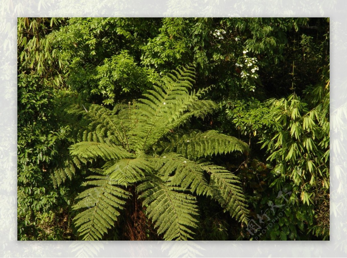 植物活化石桫椤图片