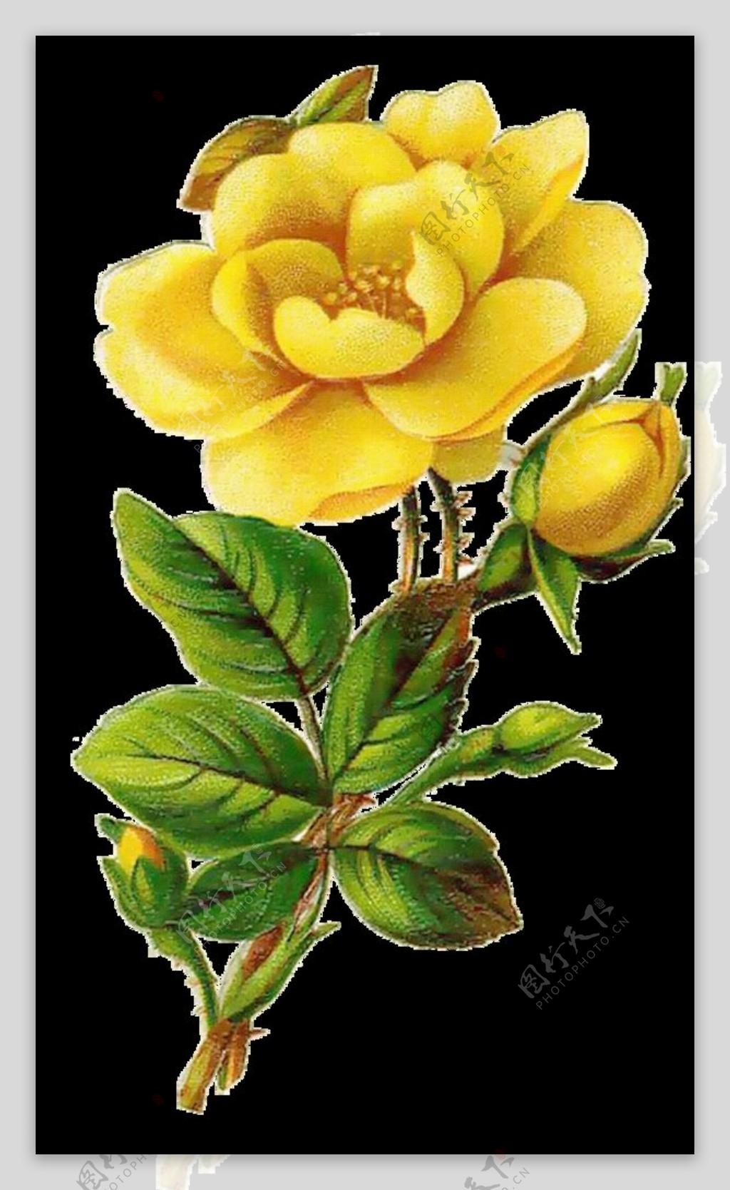 复古黄色玫瑰花图片