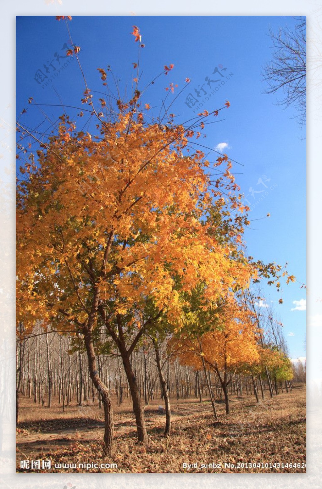 美しい秋の自然写真のHD壁紙-1920x1080ダウンロード | 10wallpaper.com