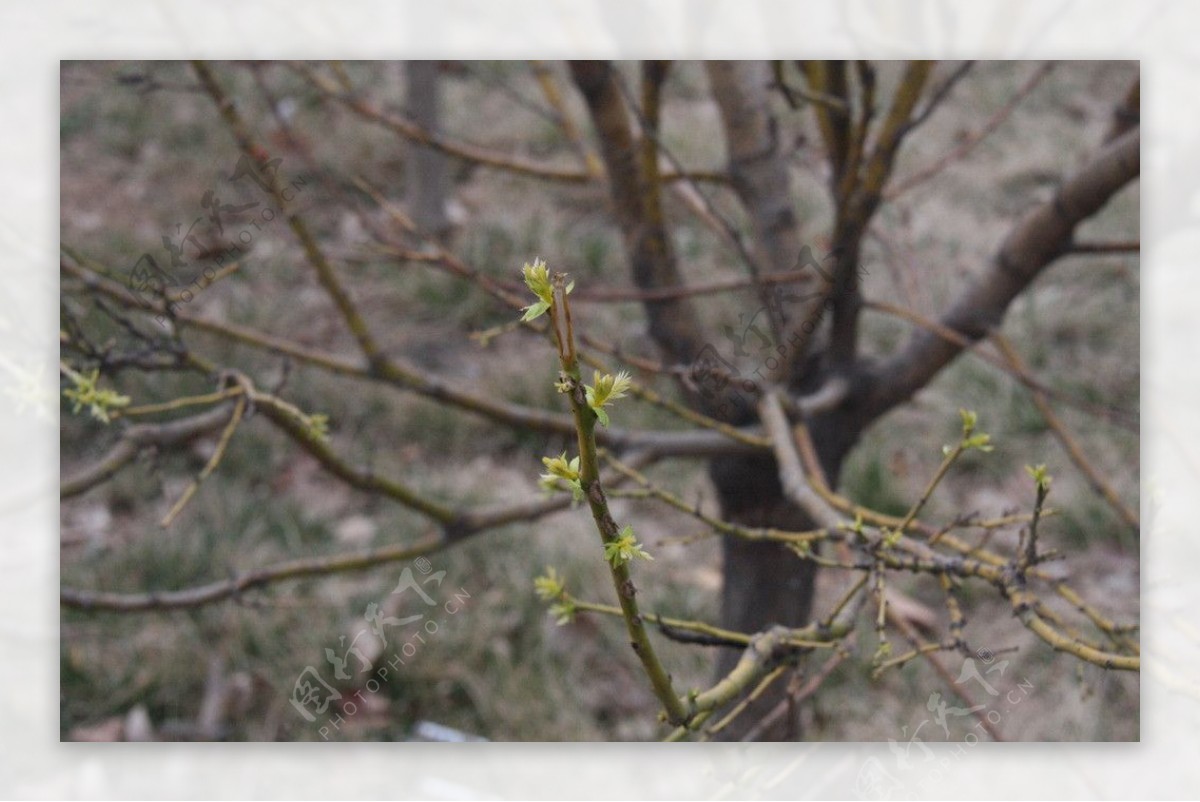 绿芽图片