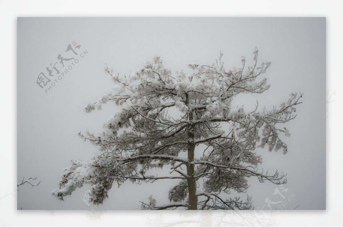 雪景雪松图片