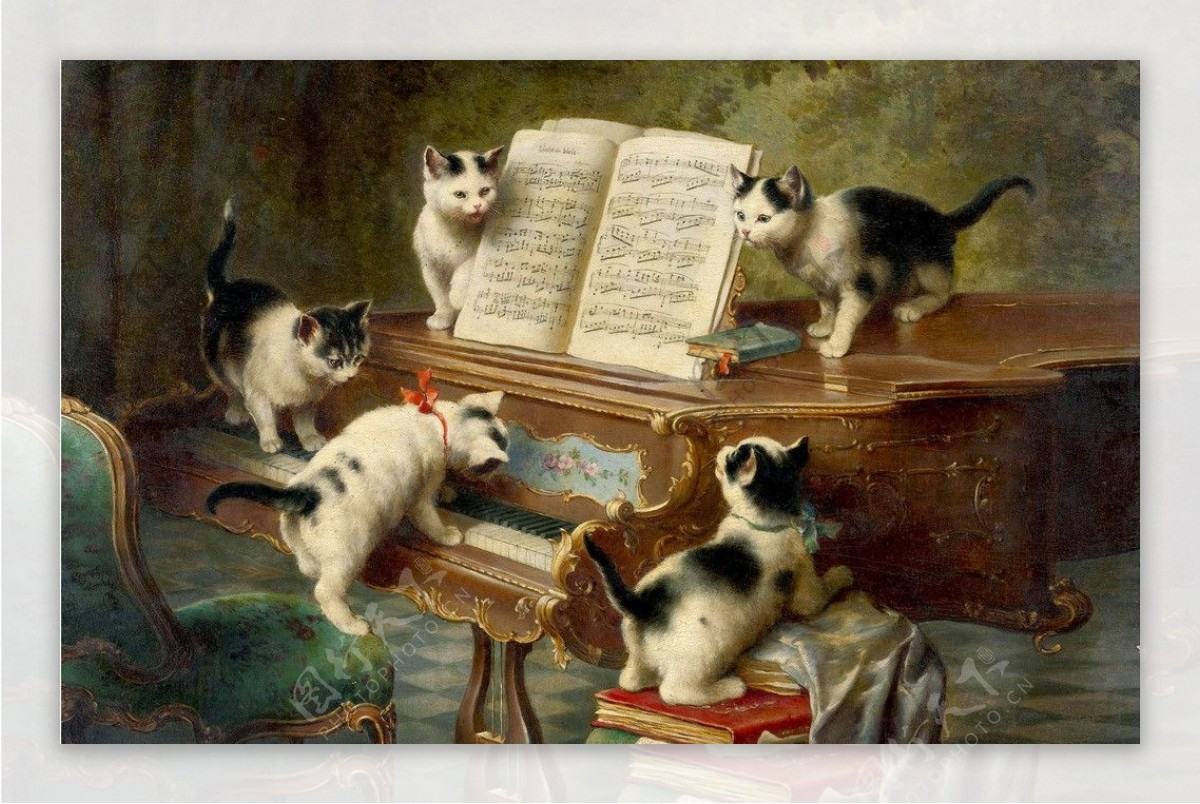 猫弹钢琴图片
