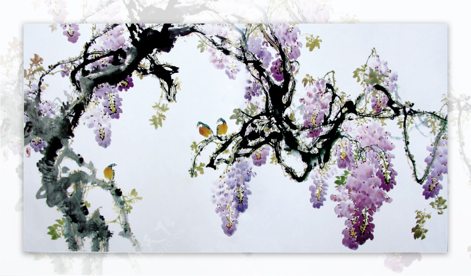紫藤萝花鸟图片