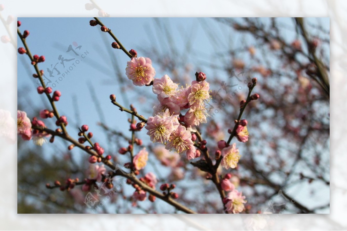 粉红色桃花图片