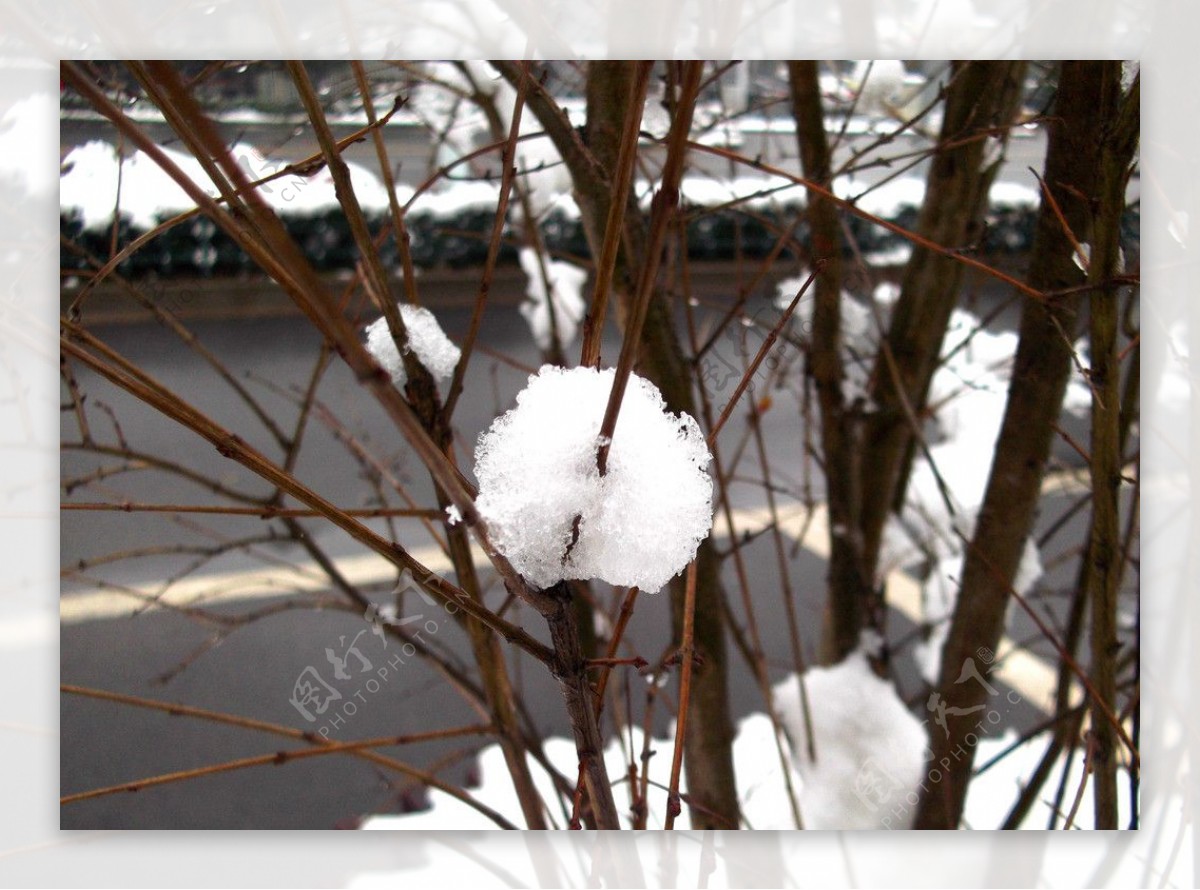 树枝雪球积雪图片