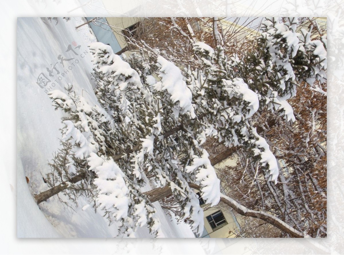 雪中的树图片