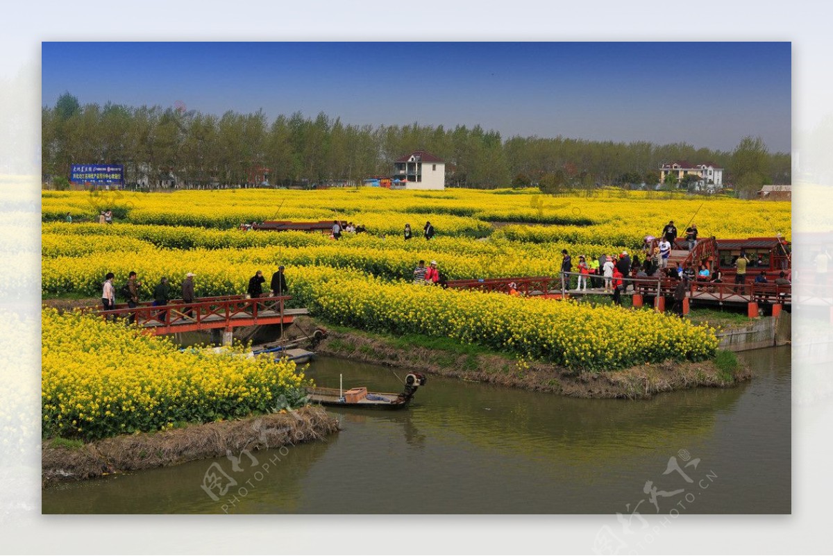 千岛菜花风景区图片