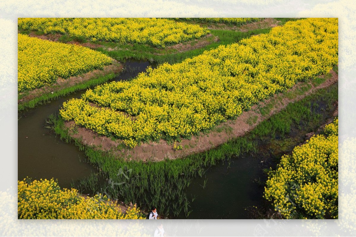 千岛菜花风景区图片