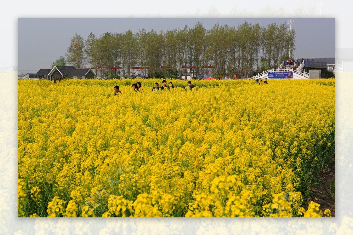 千岛菜花风景区图片