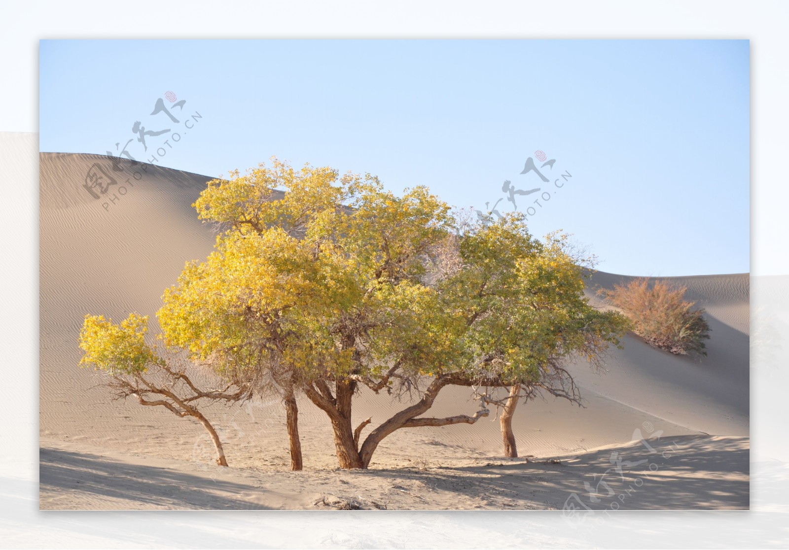 沙漠胡杨林图片