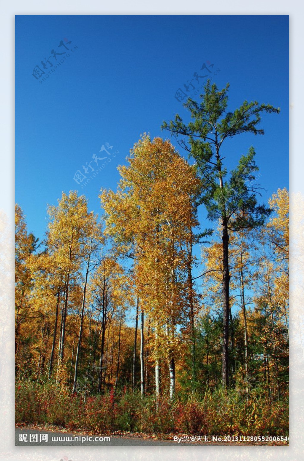 公路边树林秋景图片