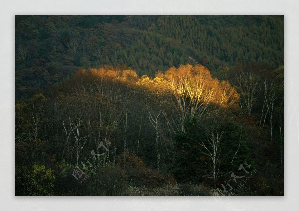 阳光折射小树林图片