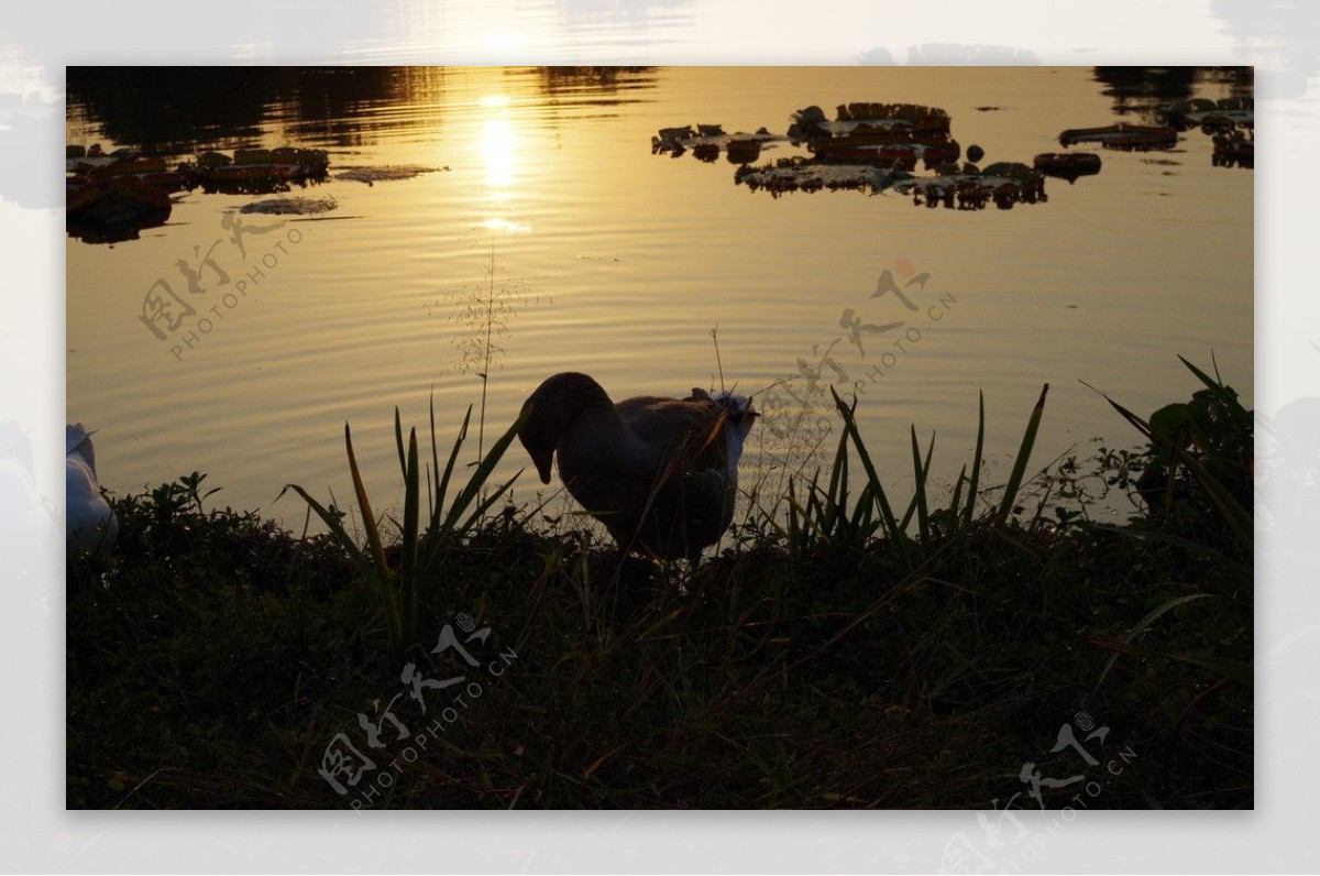 夕阳图片