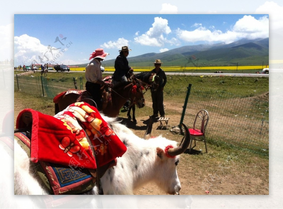 藏民生活图片