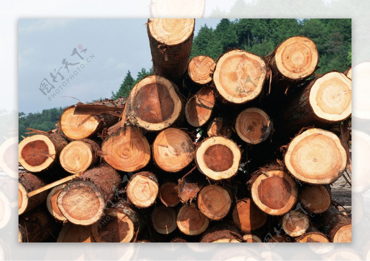树木圆木木材伐木木头树工业图片